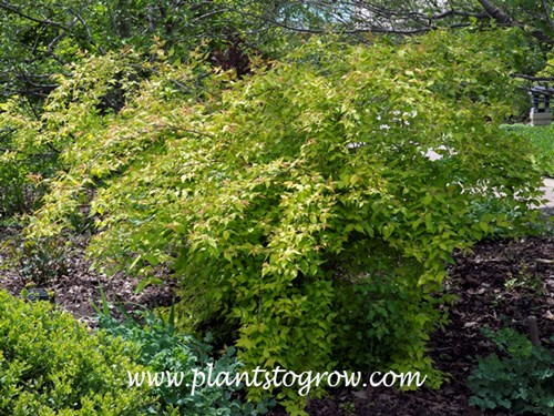 Dream Catcher Beauty Bush (Kolkwitzia amabilis)